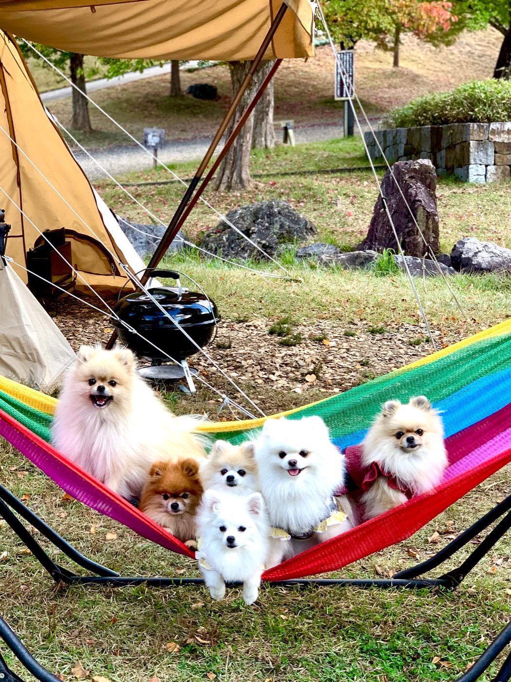 ワンちゃんと一緒にキャンプ